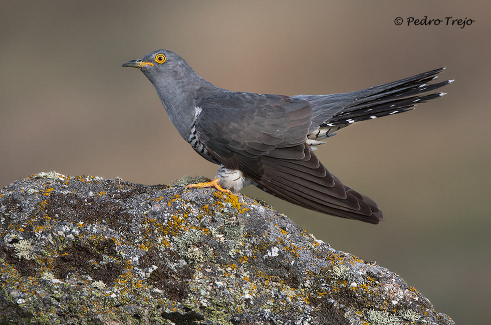 Cuco común (Cuculus canorus)